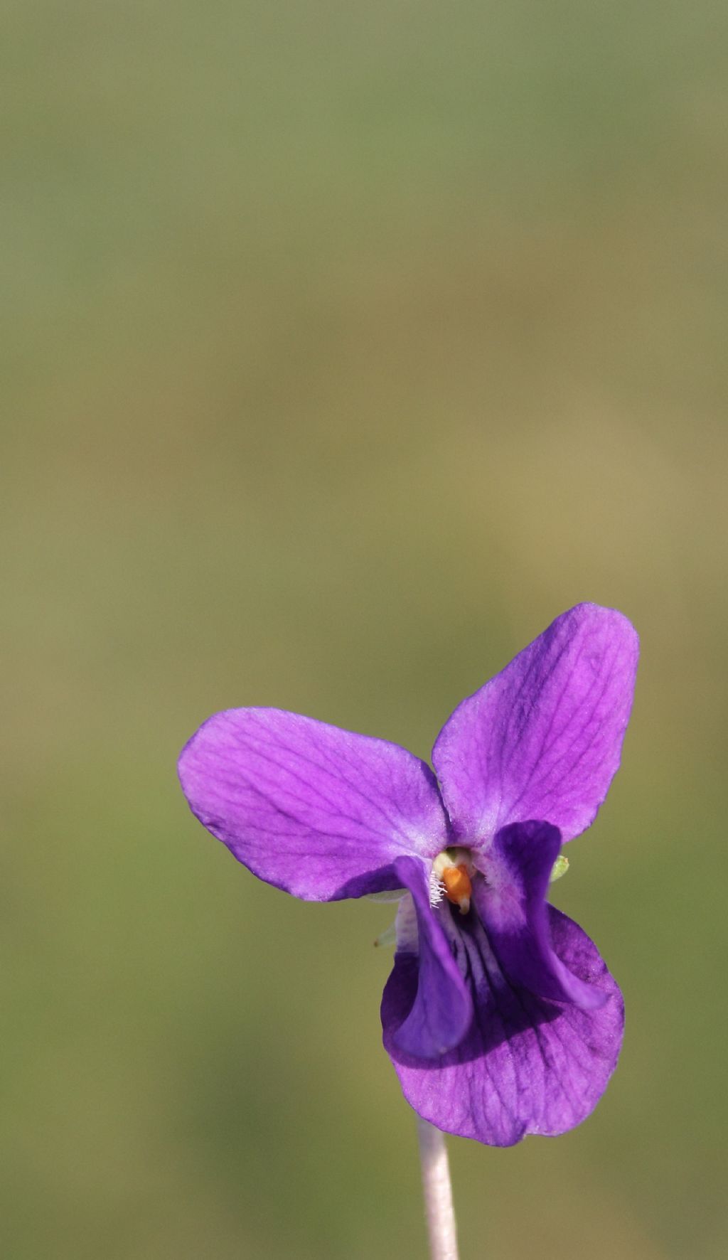 id viola